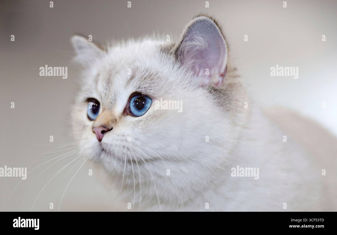 Ritratto di un gatto britannico di colore bianco con gli occhi blu. Foto Stock