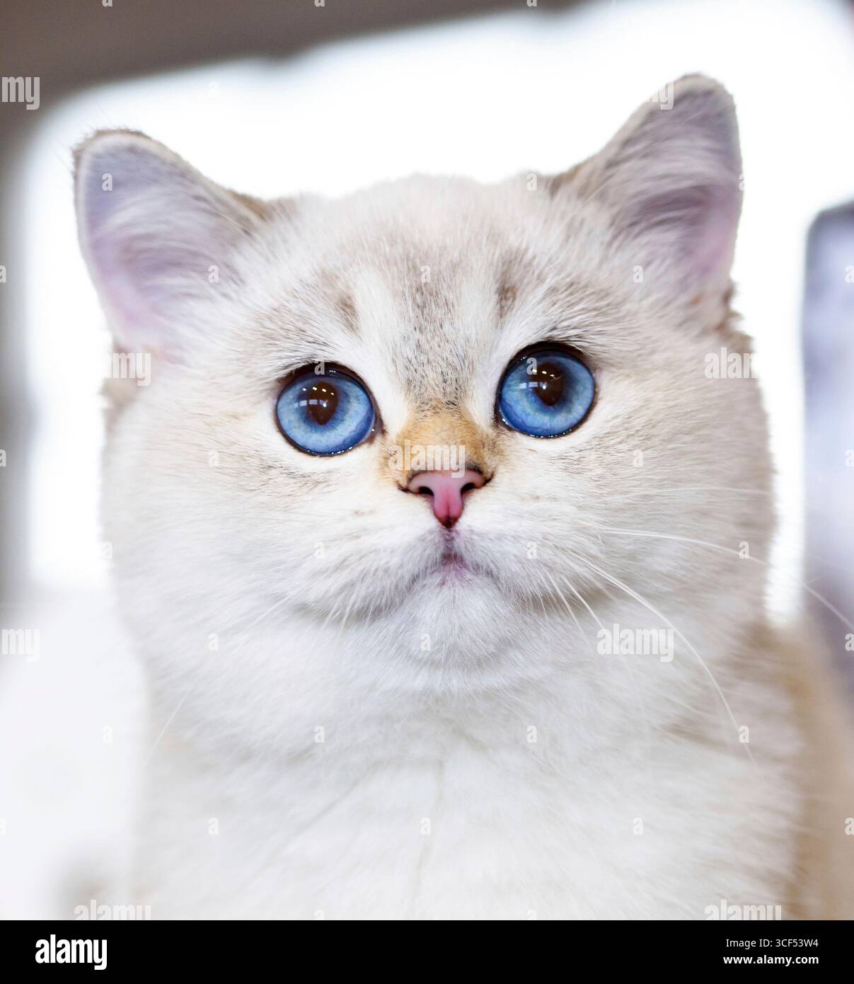 Ritratto di un gatto britannico di colore bianco con gli occhi blu. Foto Stock