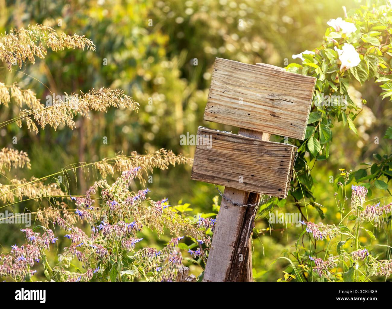 Due cartelli di legno vuoti attaccati a un palo in un campo soleggiato pieno di vibranti fiori selvatici e erba alta, creando una pittoresca e rustica scena all'aperto Foto Stock