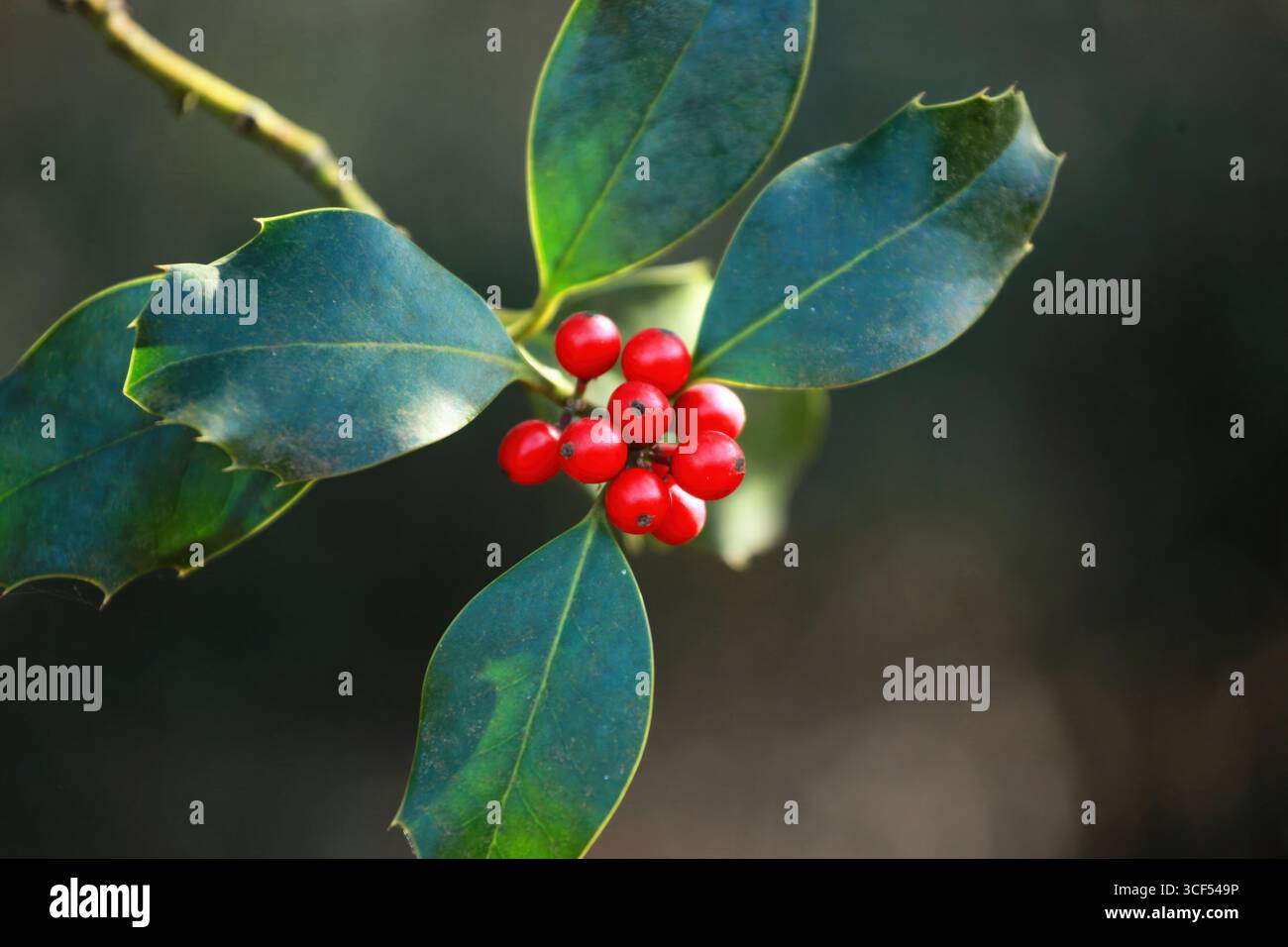 Gruppo di piccole bacche rosse brillanti che crescono sul ramo dell'albero di agrifoglio europeo con vivaci foglie verdi, creando una scena festosa e naturale Foto Stock