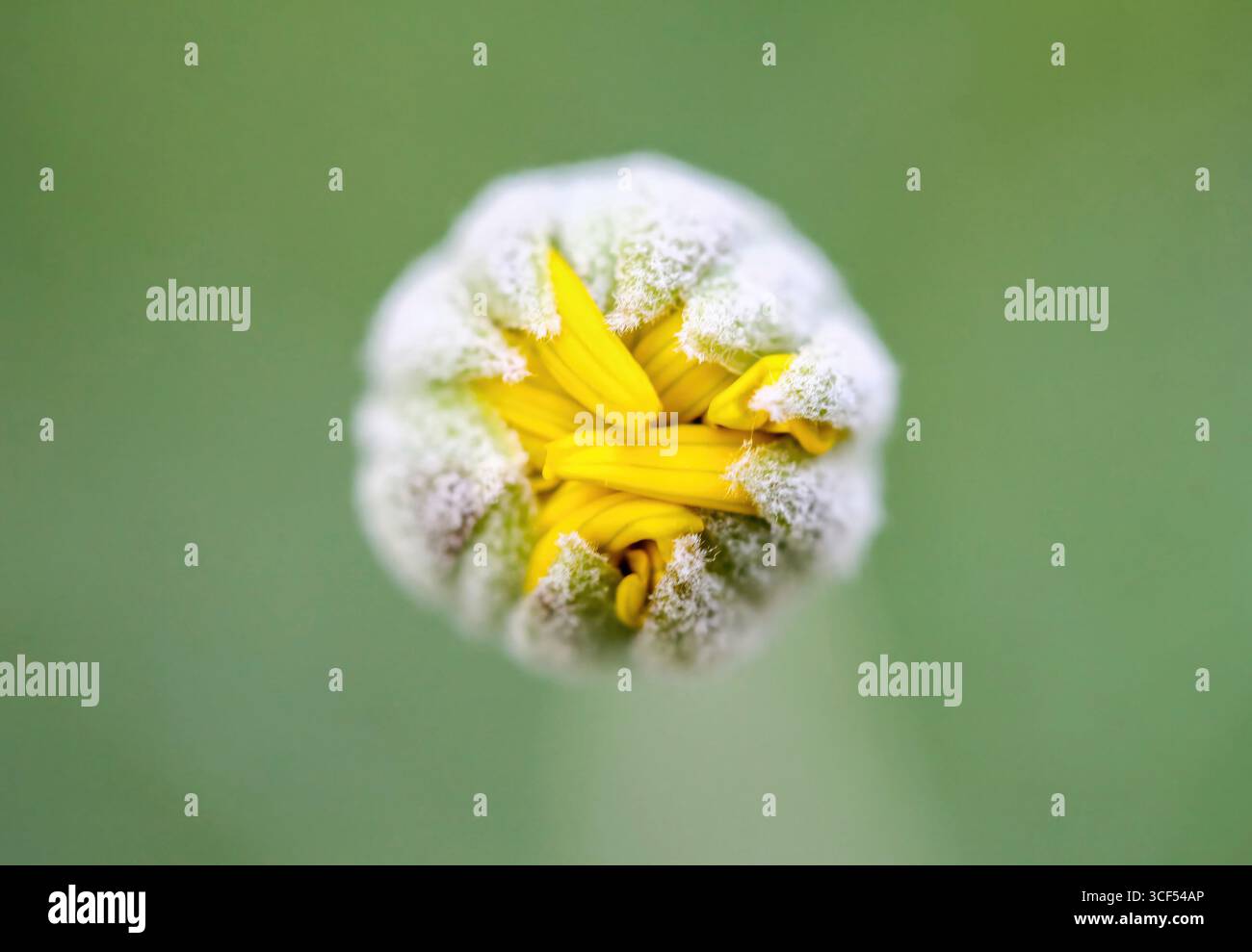 Primo piano, una macro fotografia di un bocciolo di fiori giallo che inizia a fiorire in primavera, mostrando i delicati petali che emergono dai sepali protettivi con uno sfondo verde sfocato Foto Stock