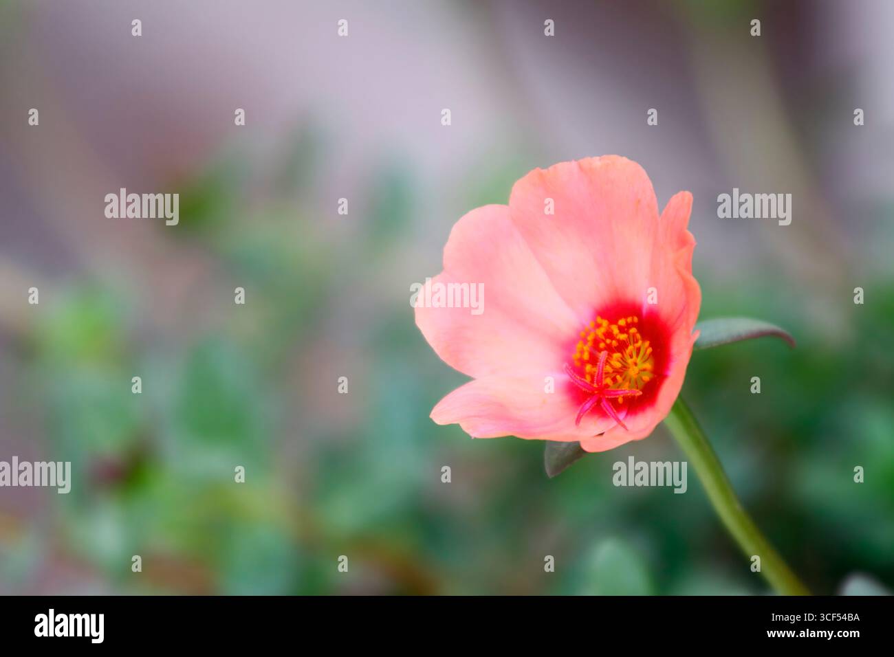 Primo piano di un delicato fiore rosa con il centro arancione che cresce in un giardino, creando una scena tranquilla e naturale con spazio copia sulla sinistra Foto Stock