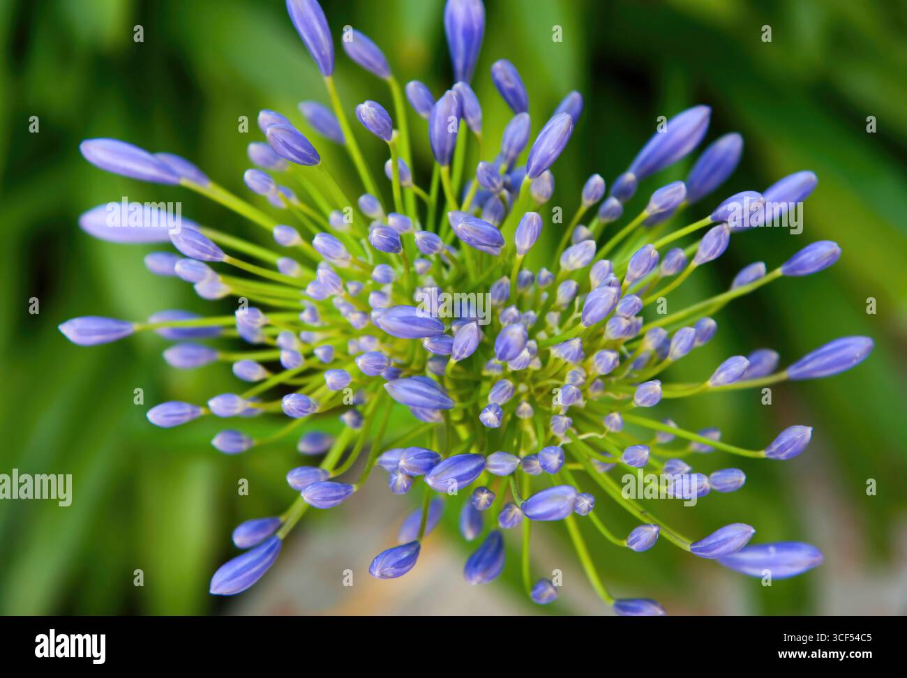 Primo piano di boccioli di fiori di agapanto che mostrano vivaci sfumature viola e delicati gambi verdi. Promettendo una splendida fioritura in un giardino illuminato dal sole. Creando un'accattivante dimostrazione dell'arte della natura Foto Stock