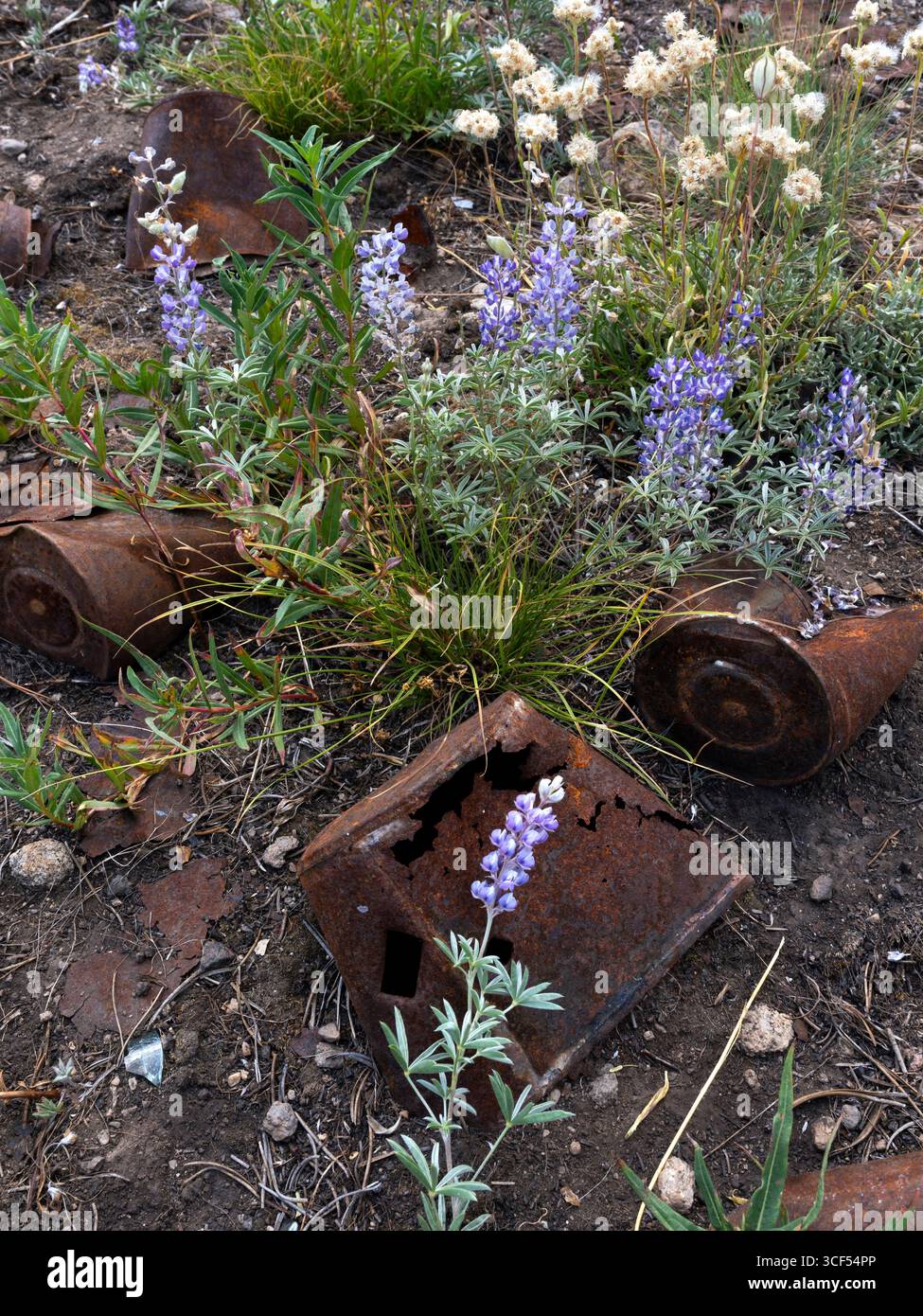 ID01147-00..... IDAHO - lattine arrugginite e fiori di lupino nel sito della città fantasma di Sawtooth. Foto Stock