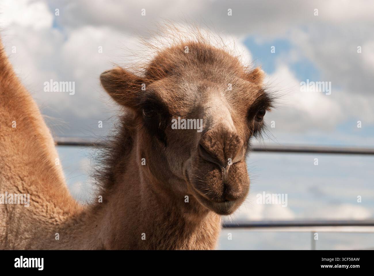 Un piccolo cammello con naso bianco e capelli castani. Il cammello sta guardando la telecamera. Il cielo è nuvoloso Foto Stock