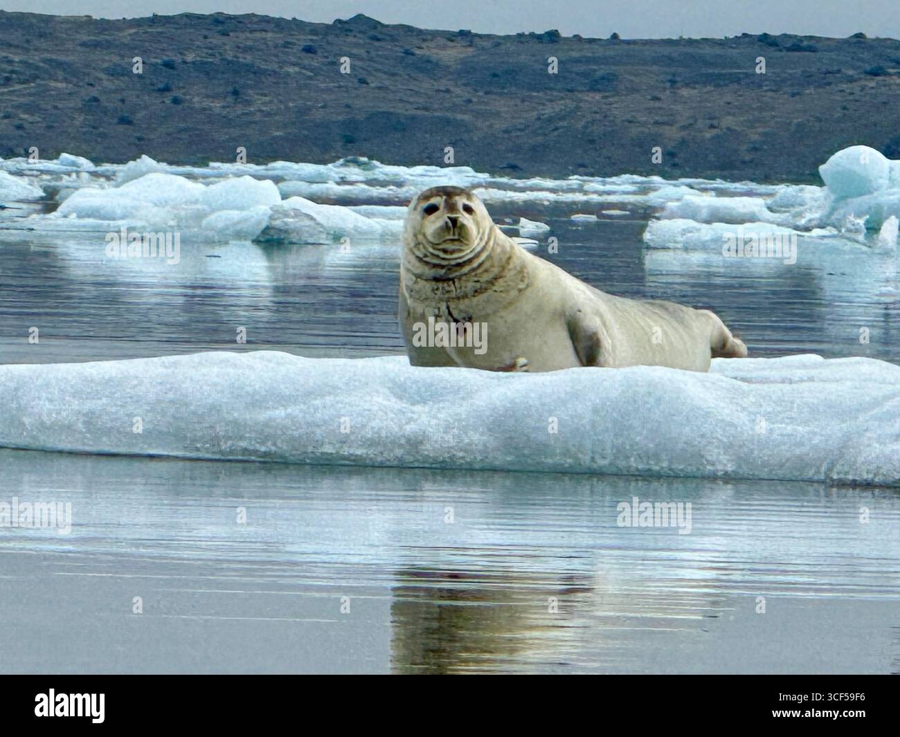 Vista ravvicinata di una foca galleggiante su un iceberg presa da un kayak sulla laguna del ghiacciaio Jokusarlon. - Immagine stock catturata con smartphone