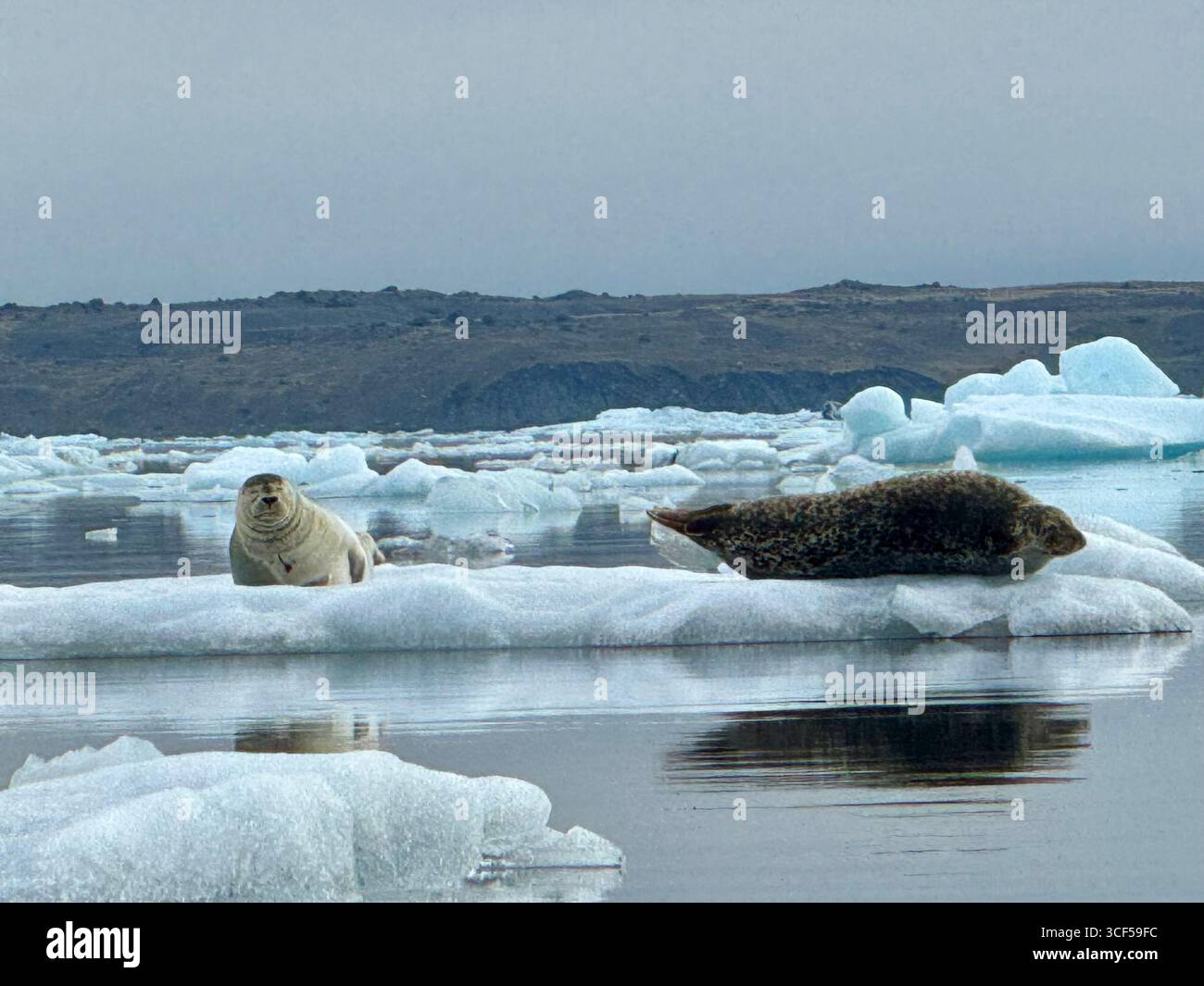 Due foche del porto si rilassano su un iceberg galleggiante nella laguna del ghiacciaio Jokusarlon. - Immagine stock catturata con smartphone