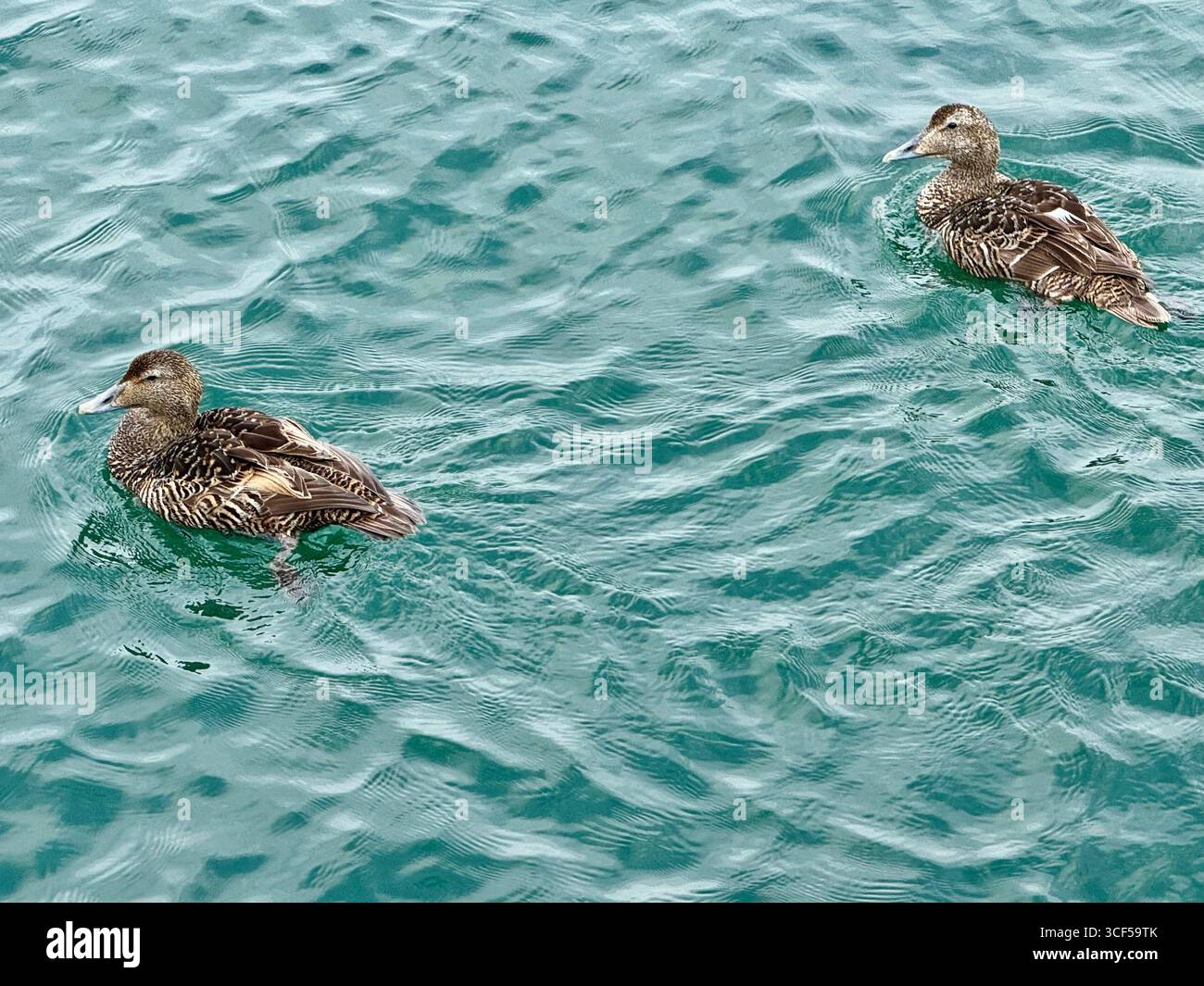 Le anatre Eider galleggiano nel porto di Akureyri in estate. - Immagine stock catturata con smartphone