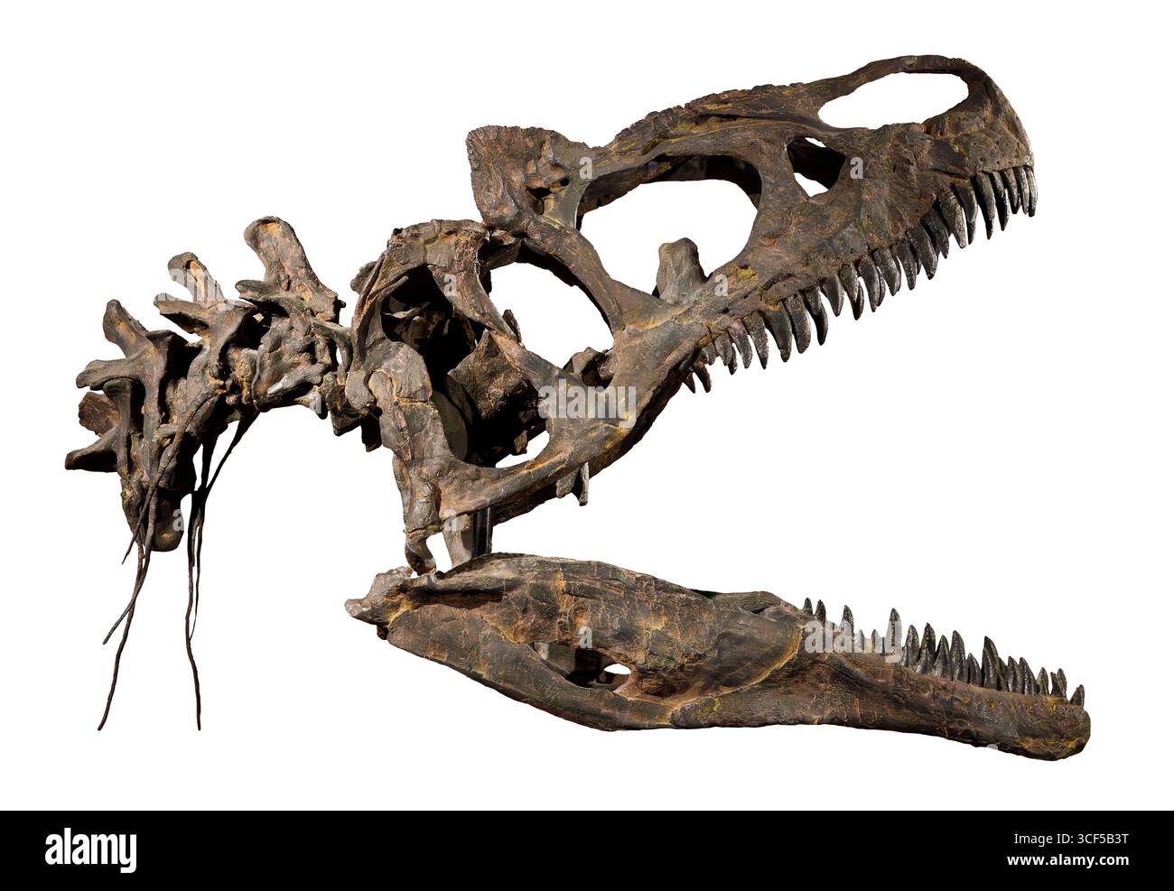 Allosaurus jimmadseni, fossile di dinosauro teropode, formazione Morrison, Giurassico superiore (150 milioni di anni fa), ampio ambiente di savana (caldo e secco), Foto Stock
