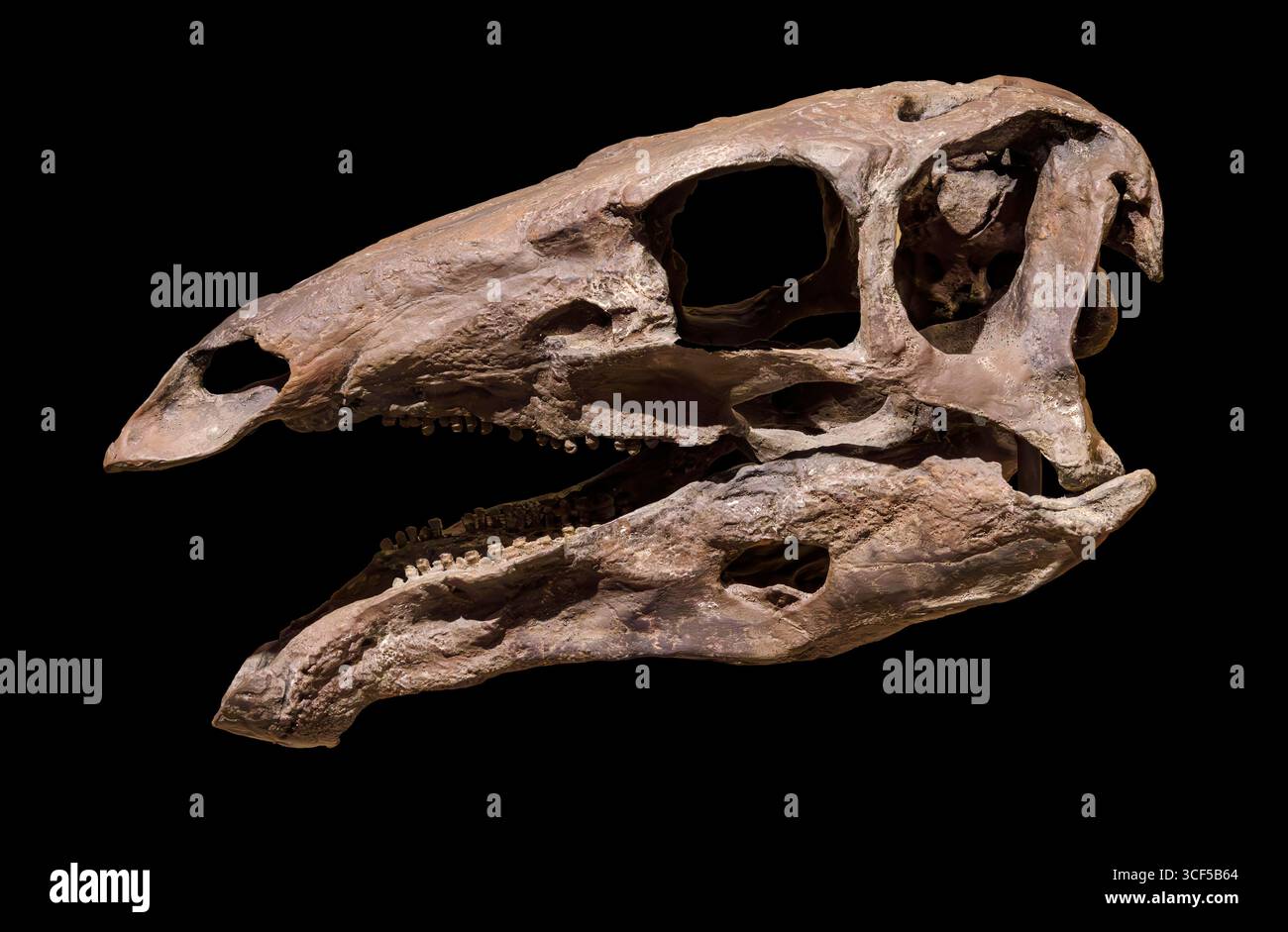 Cranio di Stegosaurus, formazione Morrison, Giurassico superiore (155–150 milioni di anni fa), Nord America occidentale Foto Stock