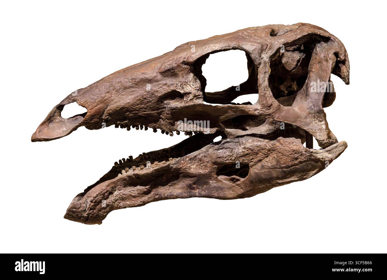 Cranio di Stegosaurus, formazione Morrison, Giurassico superiore (155–150 milioni di anni fa), Nord America occidentale Foto Stock