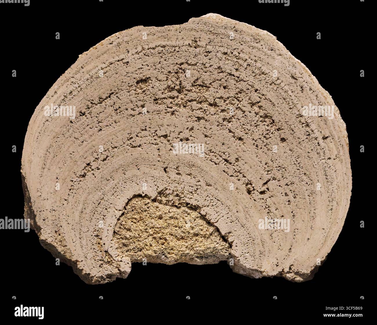 Struttura simile alla Stromatolite (ooidi legati da alghe), Eocene, formazione Green River, Colorado nord-occidentale, USA. Foto Stock