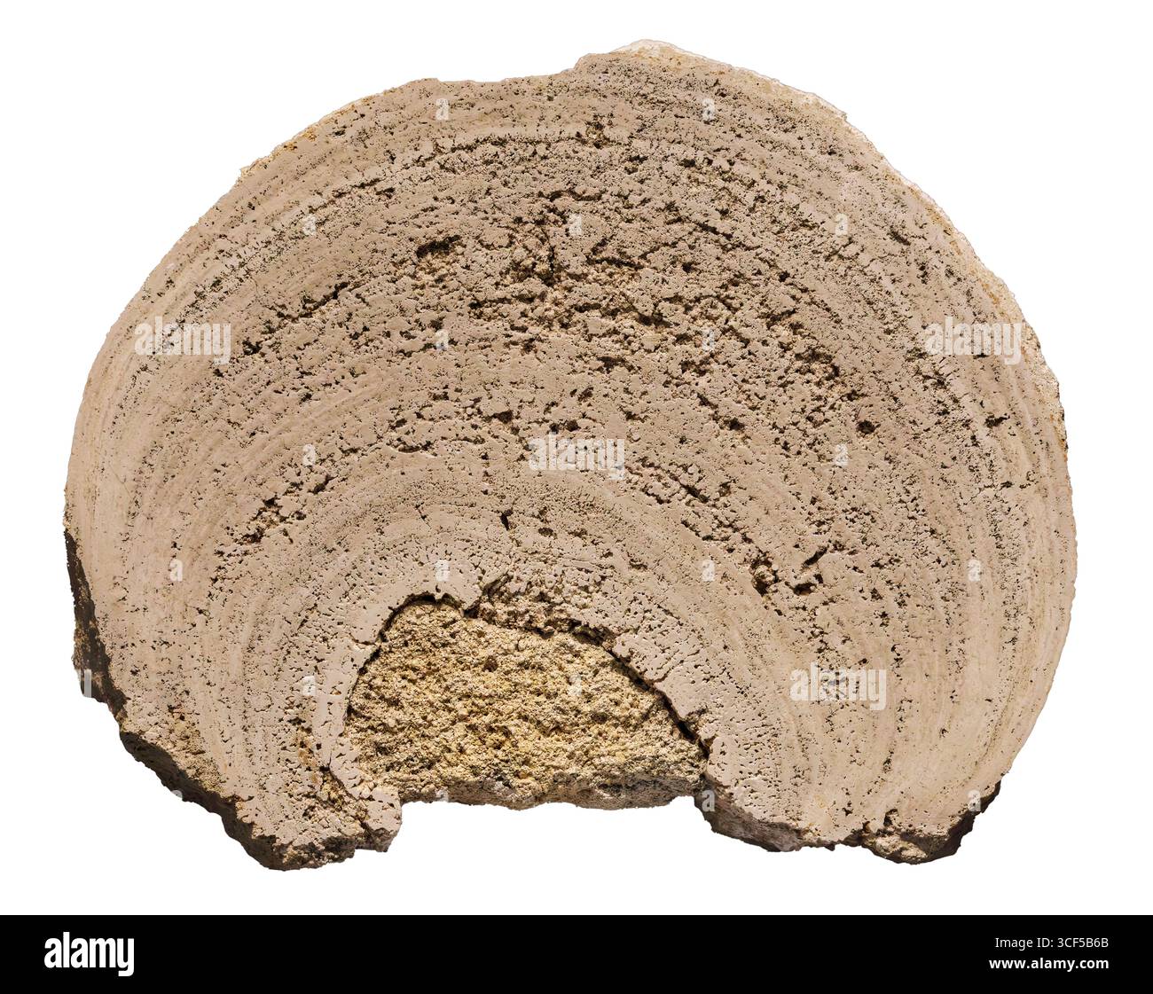 Struttura simile alla Stromatolite (ooidi legati da alghe), Eocene, formazione Green River, Colorado nord-occidentale, USA. Foto Stock