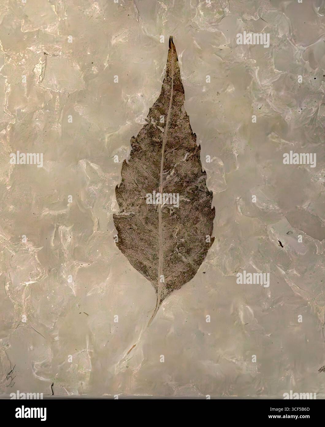 Fossili di foglie di Sumac (Rhus nigricans), Eocene, formazione Green River, passo di Douglass, contea di Garfield, Colorado, Stati Uniti Foto Stock