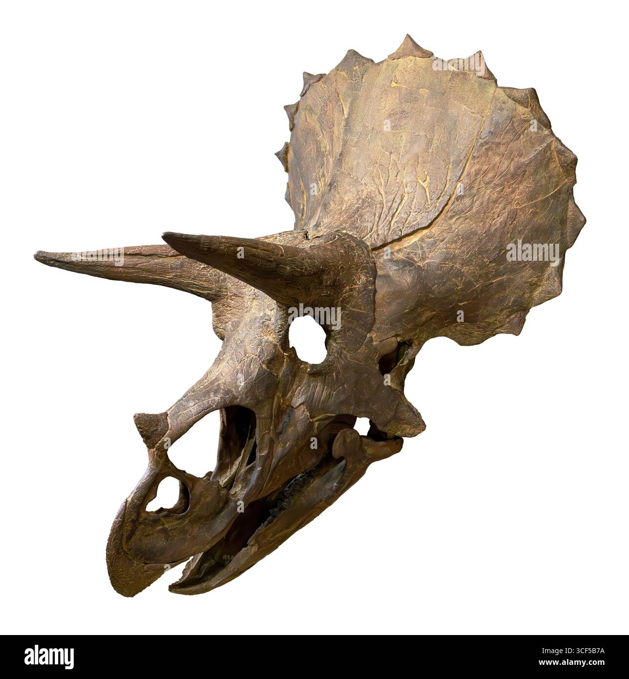 Cranio di Triceratops horridus, formazione Hell Creek, Cretaceo superiore (68–66 milioni di anni fa), Nord America occidentale Foto Stock