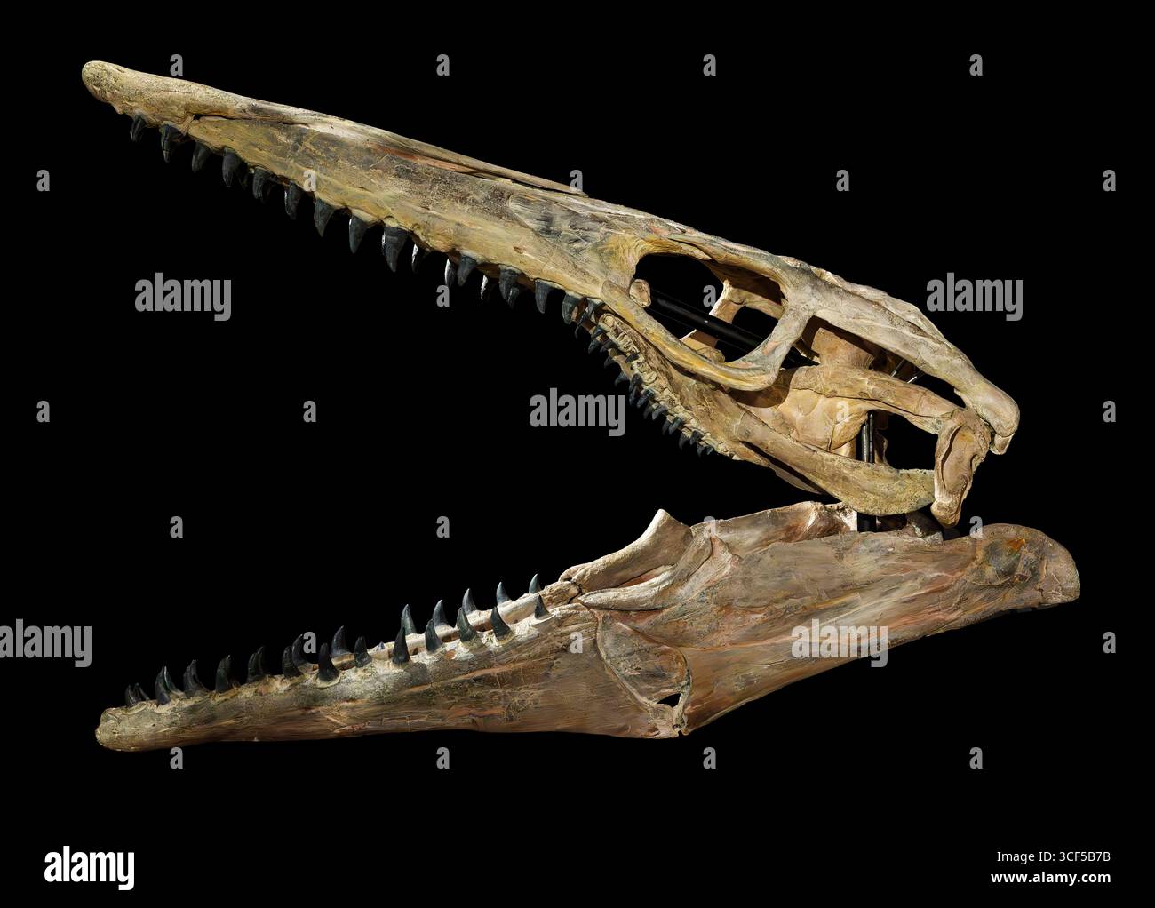 Tylosaurus proriger, fossile di mosasauro, formazione Pierre, Cretaceo superiore (72 milioni di anni fa), ambiente oceanico caldo e poco profondo, Mare interno occidentale Foto Stock