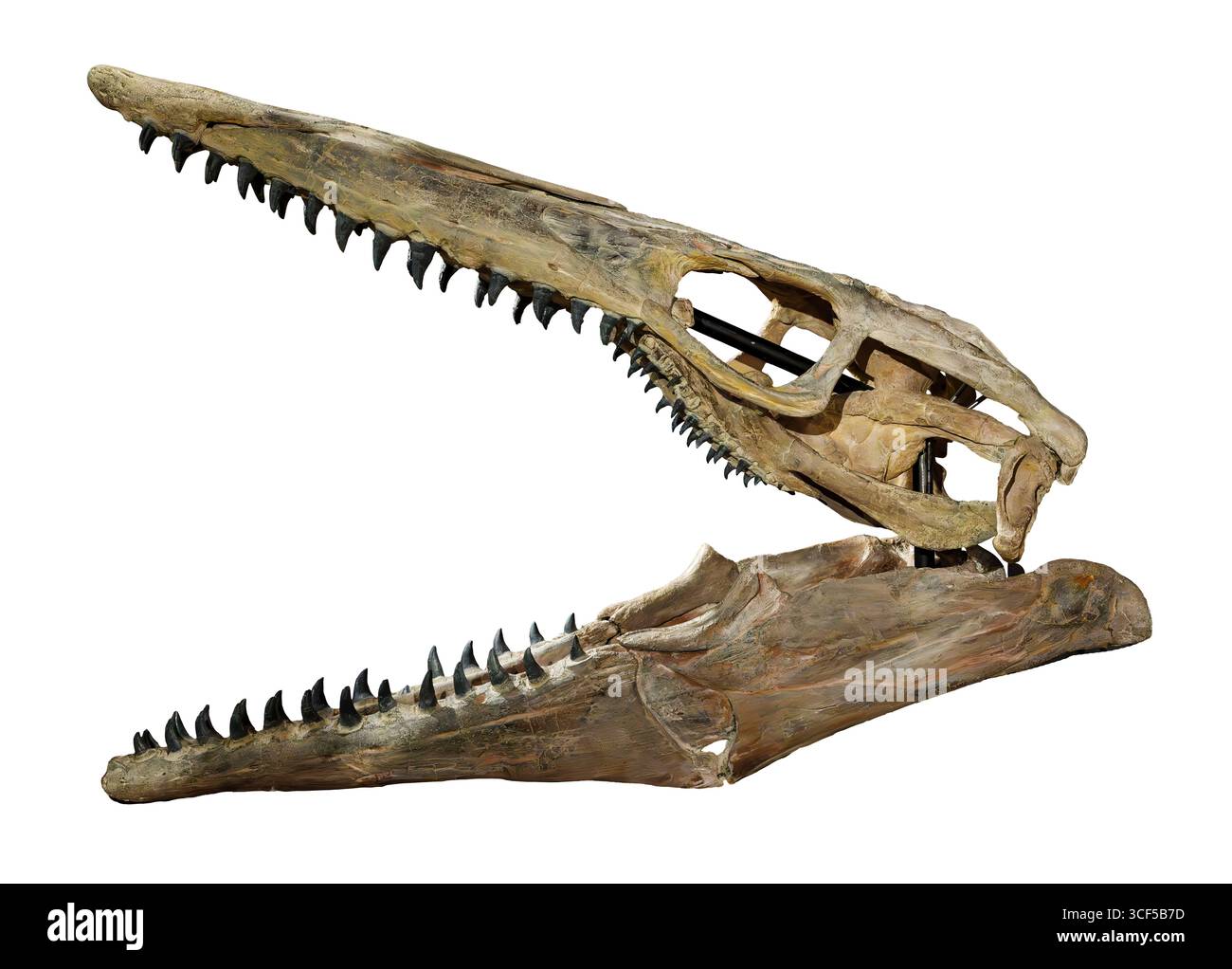 Tylosaurus proriger, fossile di mosasauro, formazione Pierre, Cretaceo superiore (72 milioni di anni fa), ambiente oceanico caldo e poco profondo, Mare interno occidentale Foto Stock