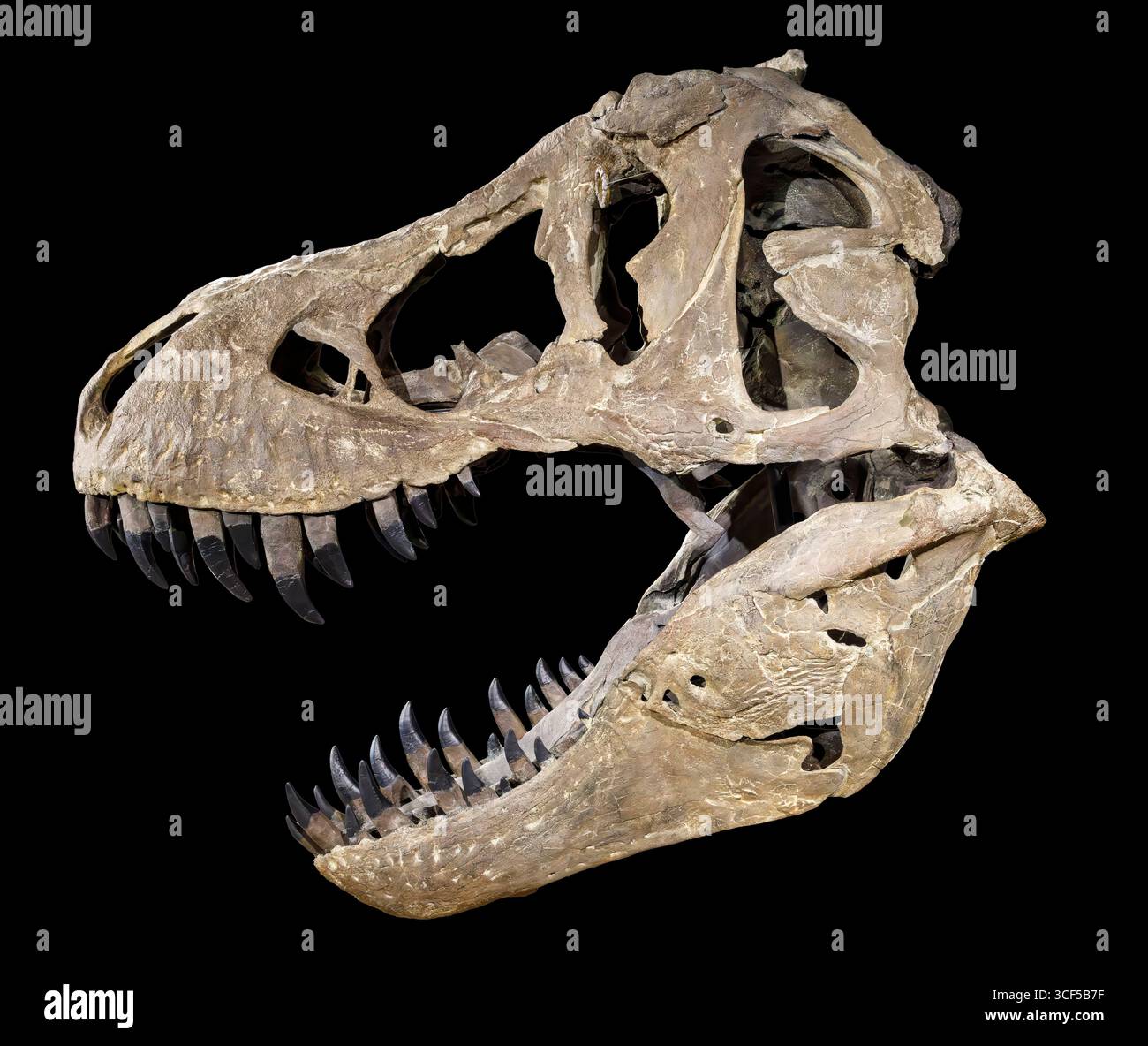 Cranio di Tyrannosaurus rex, formazione Hell Creek, Cretaceo superiore (68–66 milioni di anni fa), Nord America occidentale Foto Stock