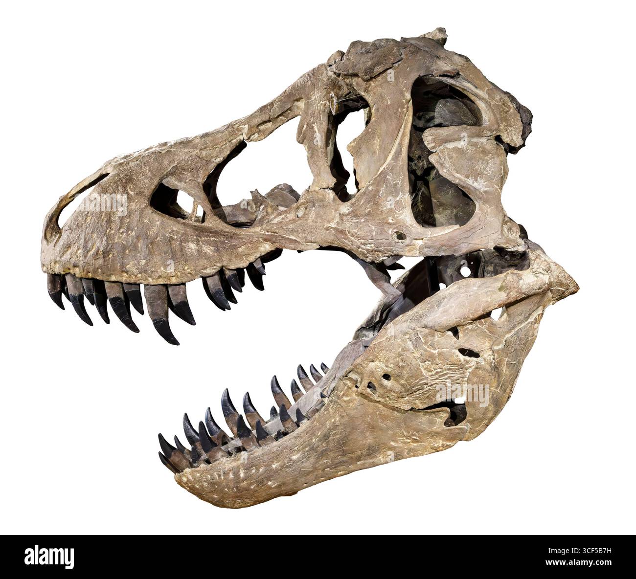 Cranio di Tyrannosaurus rex, formazione Hell Creek, Cretaceo superiore (68–66 milioni di anni fa), Nord America occidentale Foto Stock
