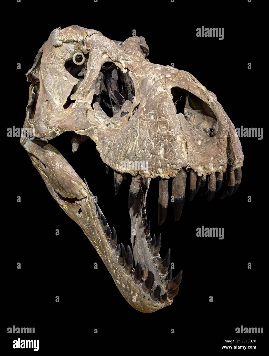 Cranio di Tyrannosaurus rex, formazione Hell Creek, Cretaceo superiore (68–66 milioni di anni fa), Nord America occidentale Foto Stock