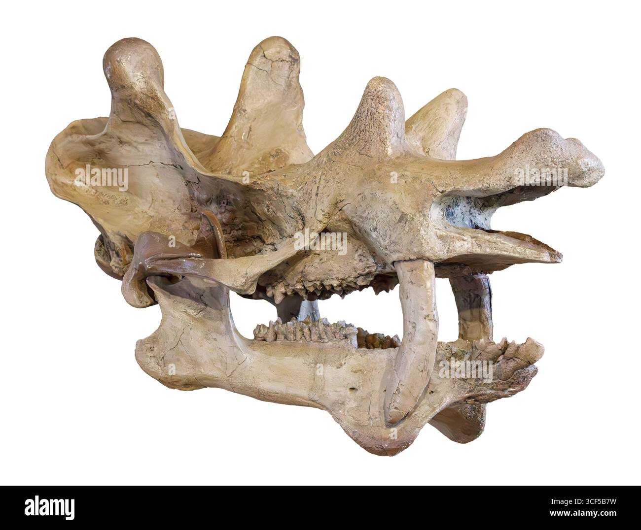 Uintatherium anceps cranio, formazione Bridger, Eocene (56–34 milioni di anni fa), Nord America Foto Stock