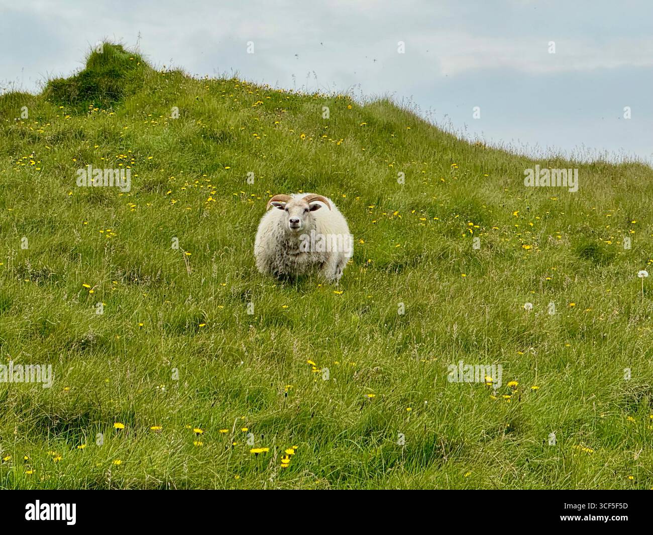 Pecore dalle corna bianche tra l'erba verde brillante sull'isola di Grimsey. Foto Stock
