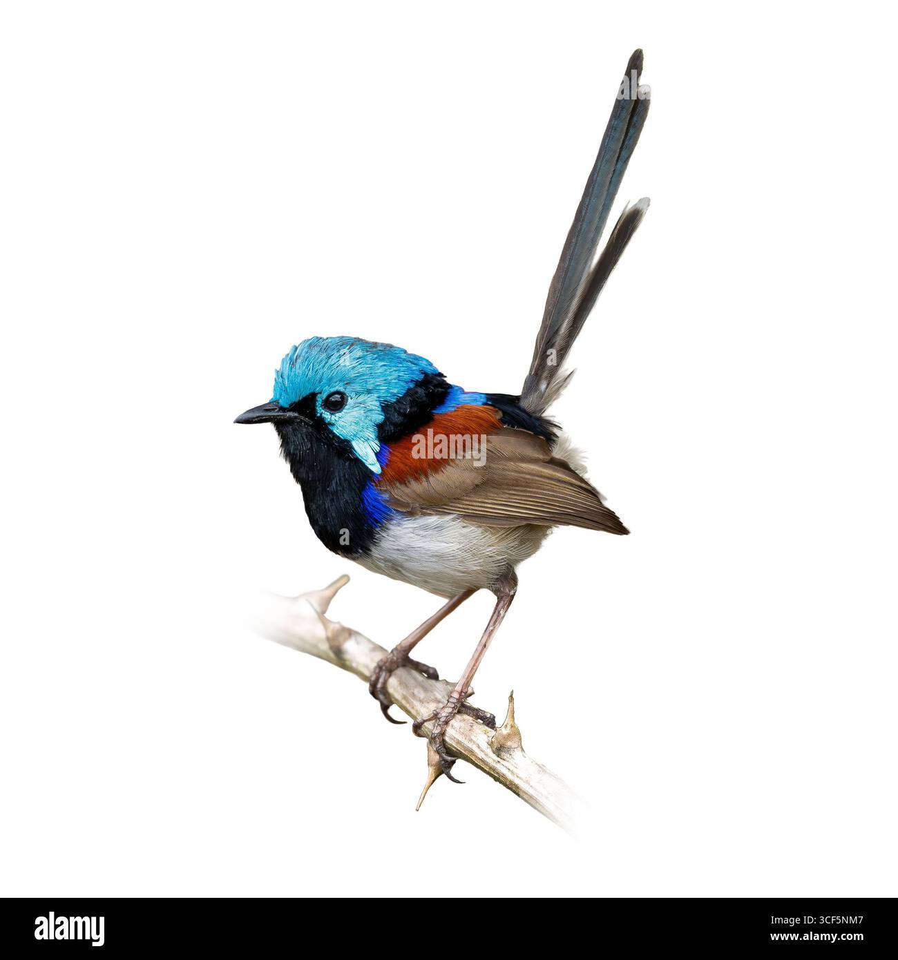 Una splendida Fairywren maschile variegata mostra le sue piume blu, nere e castagne mentre è appollaiata su un ramo spinoso contro una schiena bianca pulita Foto Stock