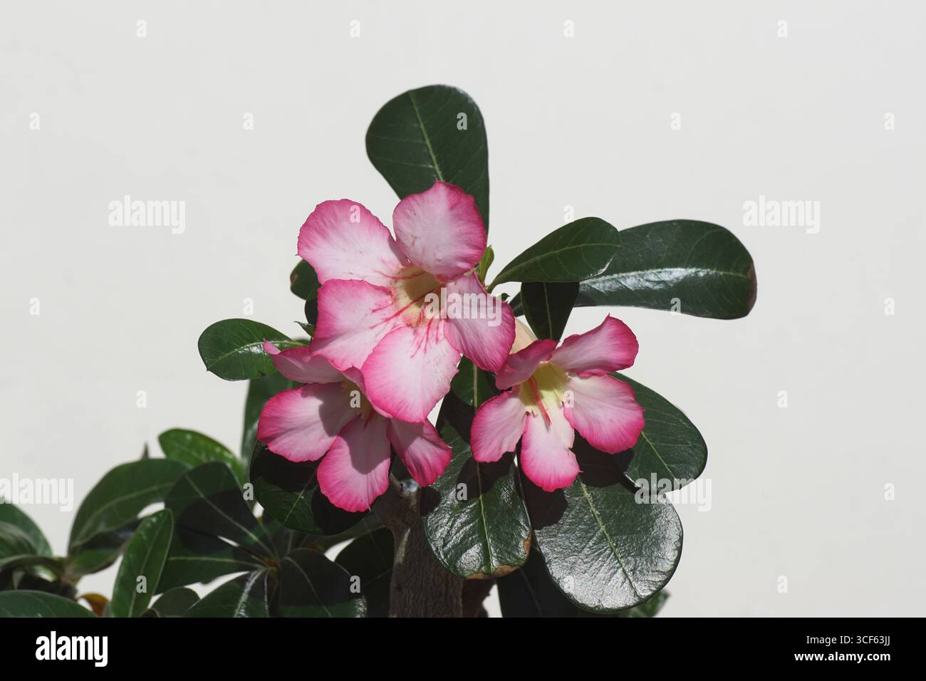 Fiori da vicino di Adenium Obesum, Desert Rose Plant, famiglia dogbane Apocynaceae. Impianto domestico. Sfondo bianco, Paesi Bassi, estate, agosto. Foto Stock
