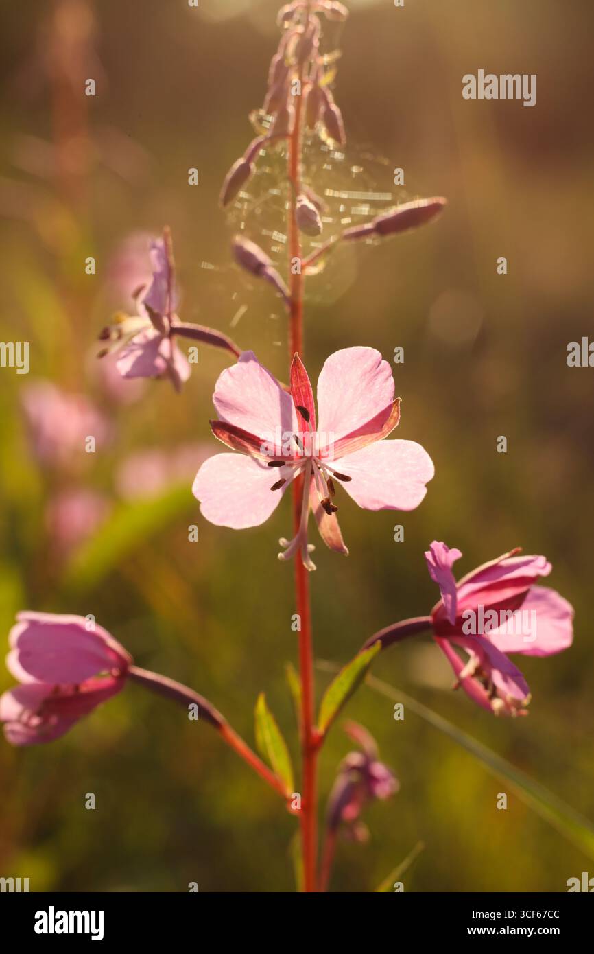 Willowhile (Epilobium angustifolium) con ragnatela in luce dorata Foto Stock