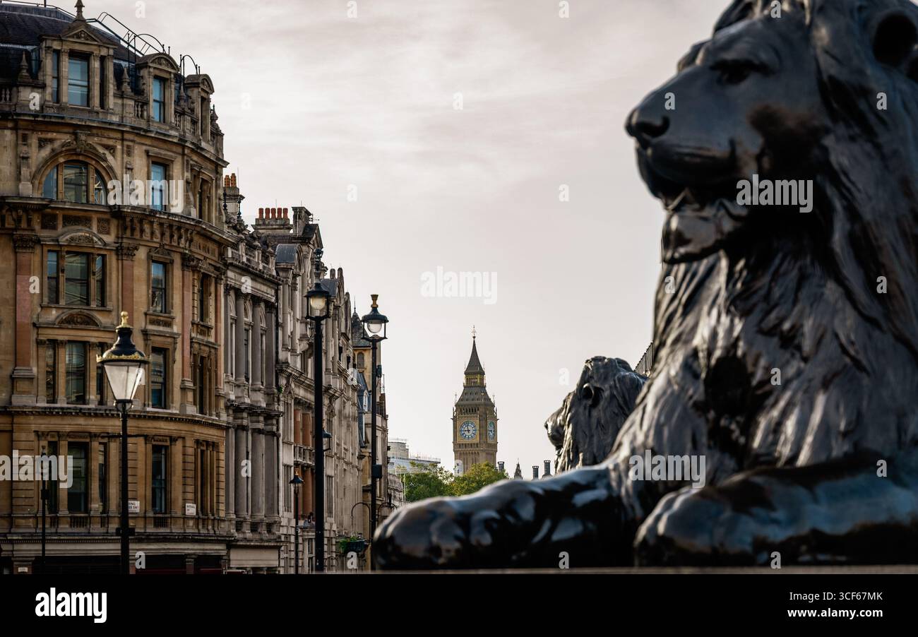 Due dei quattro leoni a Trafalgar Square a Londra, la Queen Elizabeth Tower sullo sfondo. Foto Stock