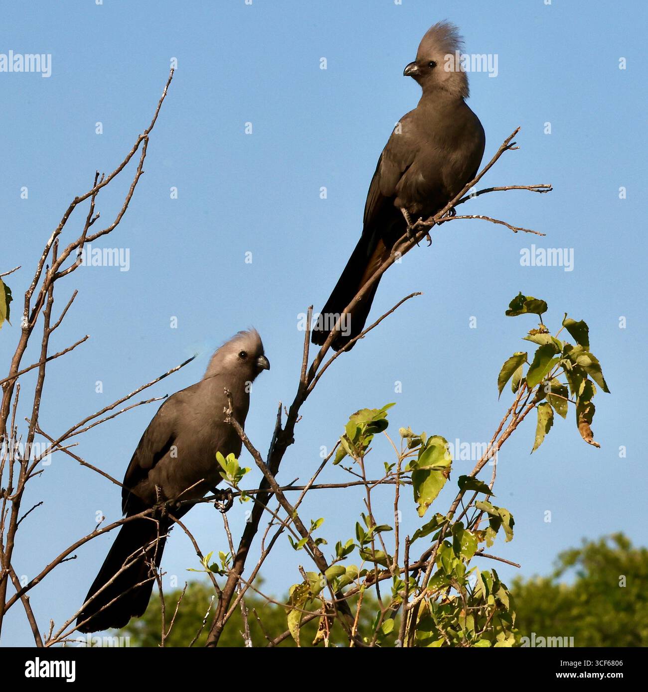 Go Away Bird, alias Grey Lourie, alias Corythaixoides Concolor Foto Stock