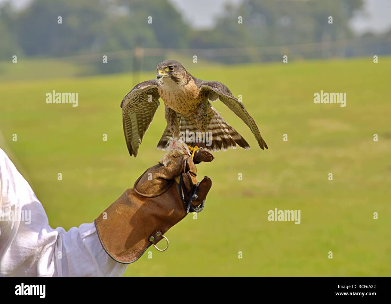 Uccello preda sul guanto di un falconiere con un omicidio Foto Stock