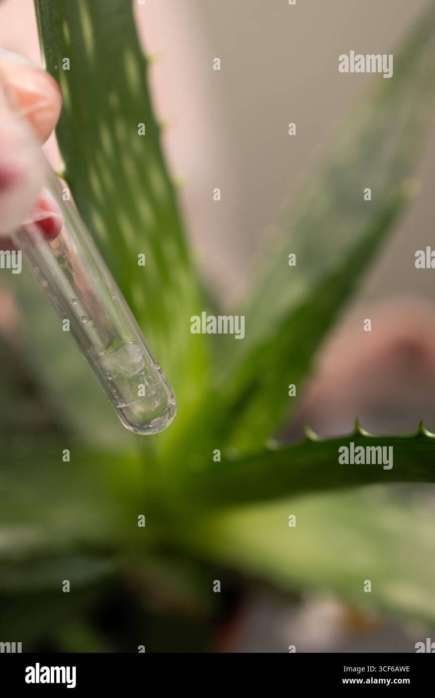 Un ricercatore conduce uno studio che coinvolge un impianto di aloe, evidenziando il processo di estrazione in un ambiente di laboratorio. L'esperimento si concentra sulle varie applicazioni della pianta nella medicina naturale. Foto Stock