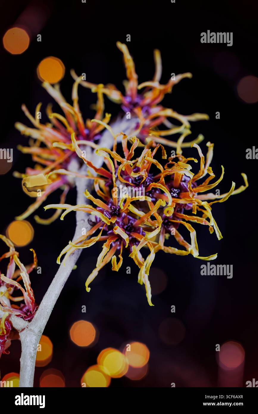 fiori di nocciola strega Foto Stock