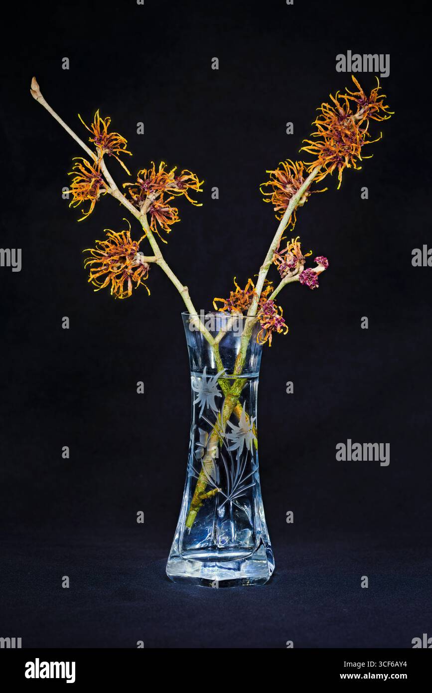 strega fiori di nocciola in un vaso Foto Stock