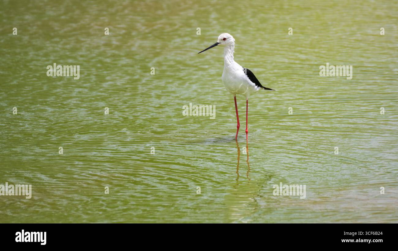 Uccelli palafitte con ali nere che si nutrono per il cibo nel suo habitat naturale delle zone umide Foto Stock