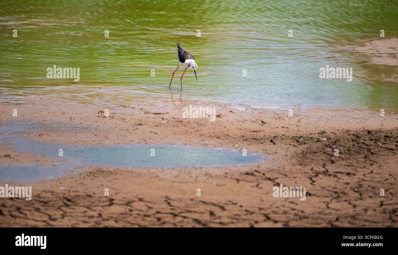 Uccelli palafitte con ali nere che si nutrono per il cibo nel suo habitat naturale delle zone umide Foto Stock