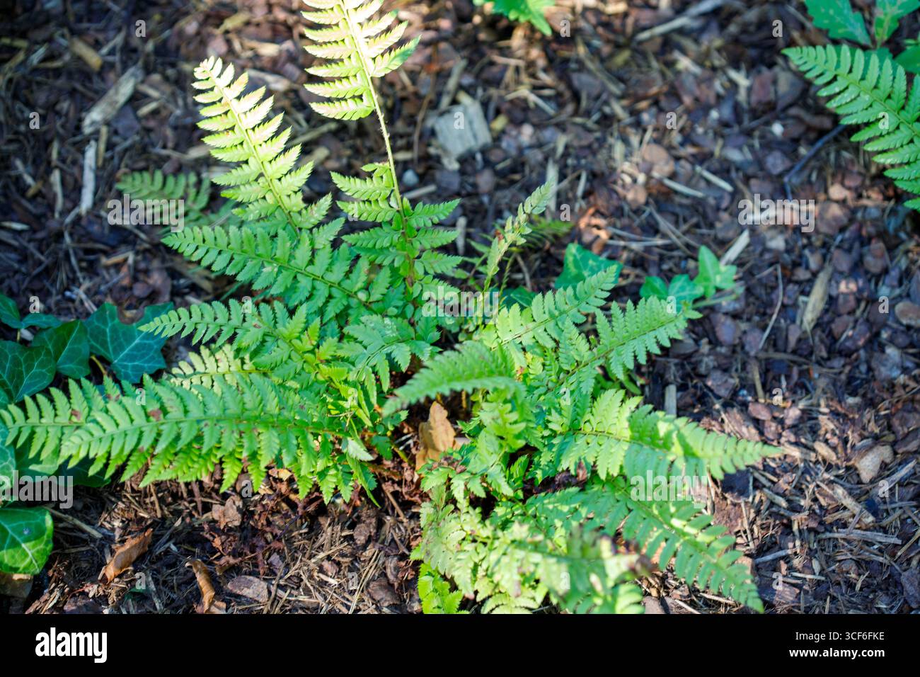 Foto in alto di felce verde vibrante tra pacciame e edera. L'illuminazione evidenzia le trame, creando interesse visivo. Foto Stock