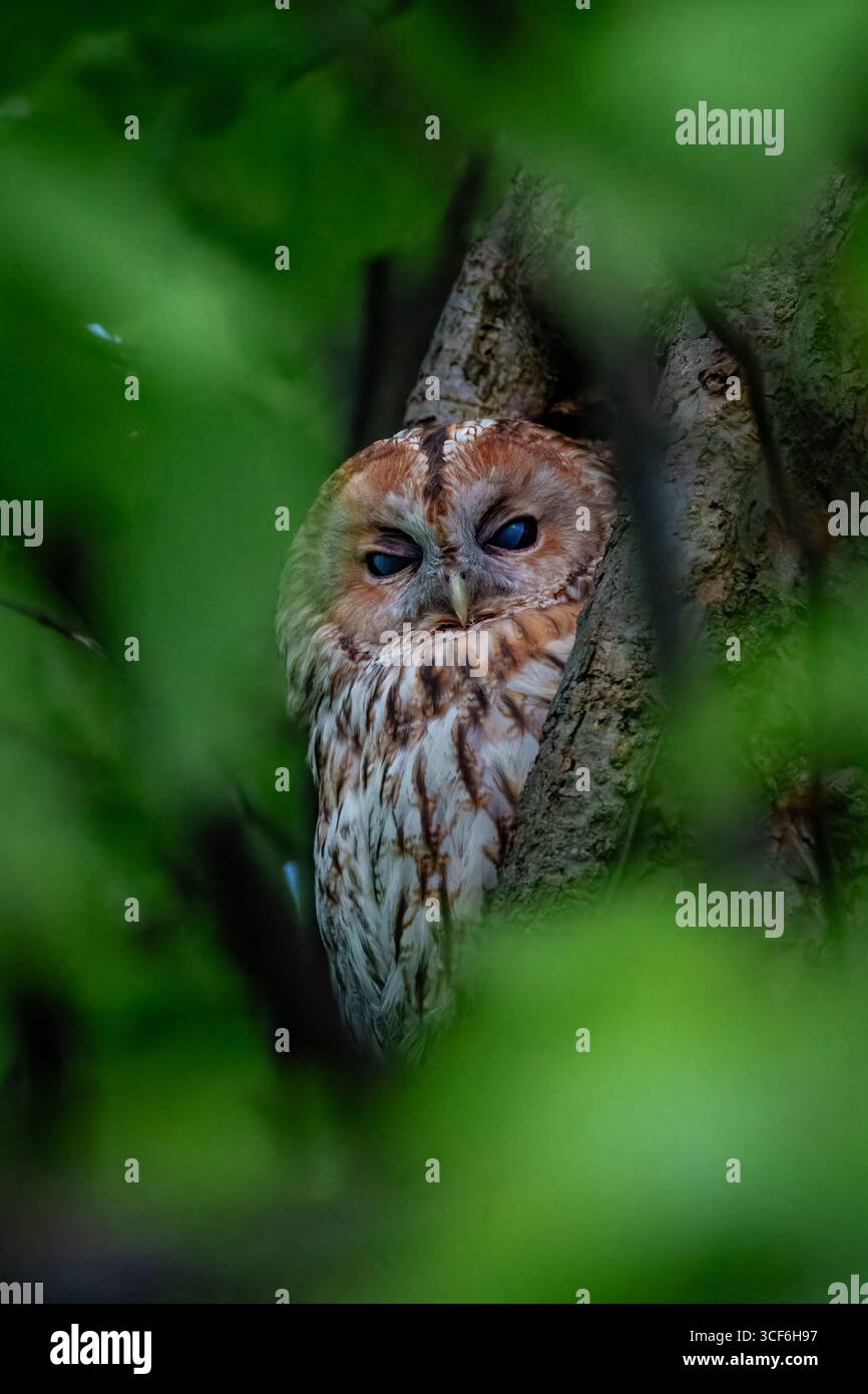 Gufo Tawny (Strix aluco) mimetizzato in cavità di alberi con fogliame verde, rapace forestale europeo, fauna notturna in habitat naturale. Foto Stock