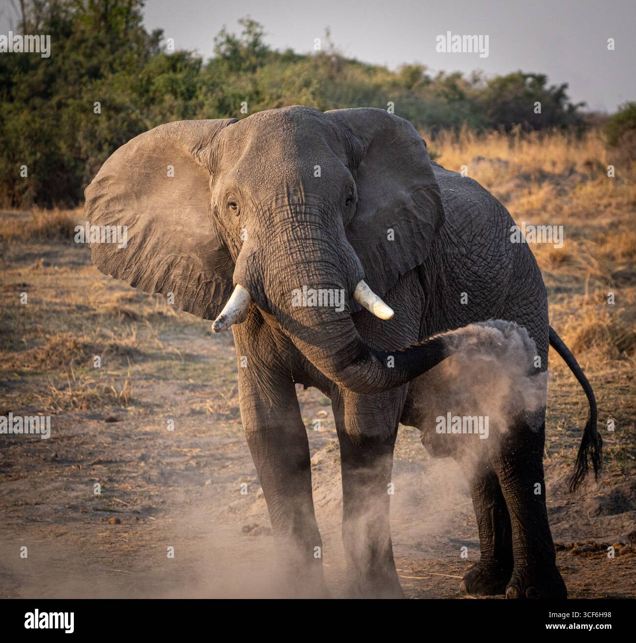 Elefante africano (Loxodonta africana) che cammina su un sentiero sterrato nella savana al tramonto, fotografa la fauna selvatica, Africa Foto Stock