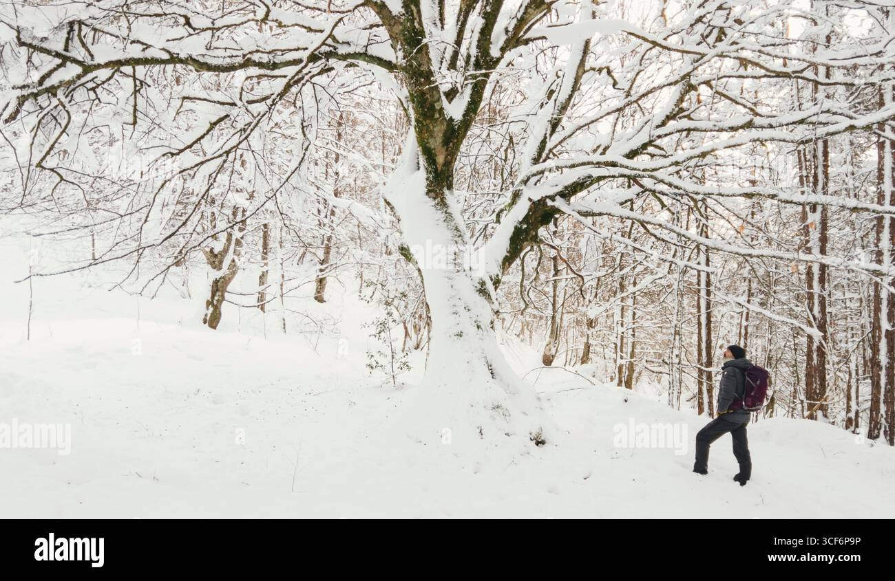 Camminate ammirando un albero innevato mentre camminate in una splendida foresta invernale. Araba, Paesi Baschi, Spagna. Foto Stock