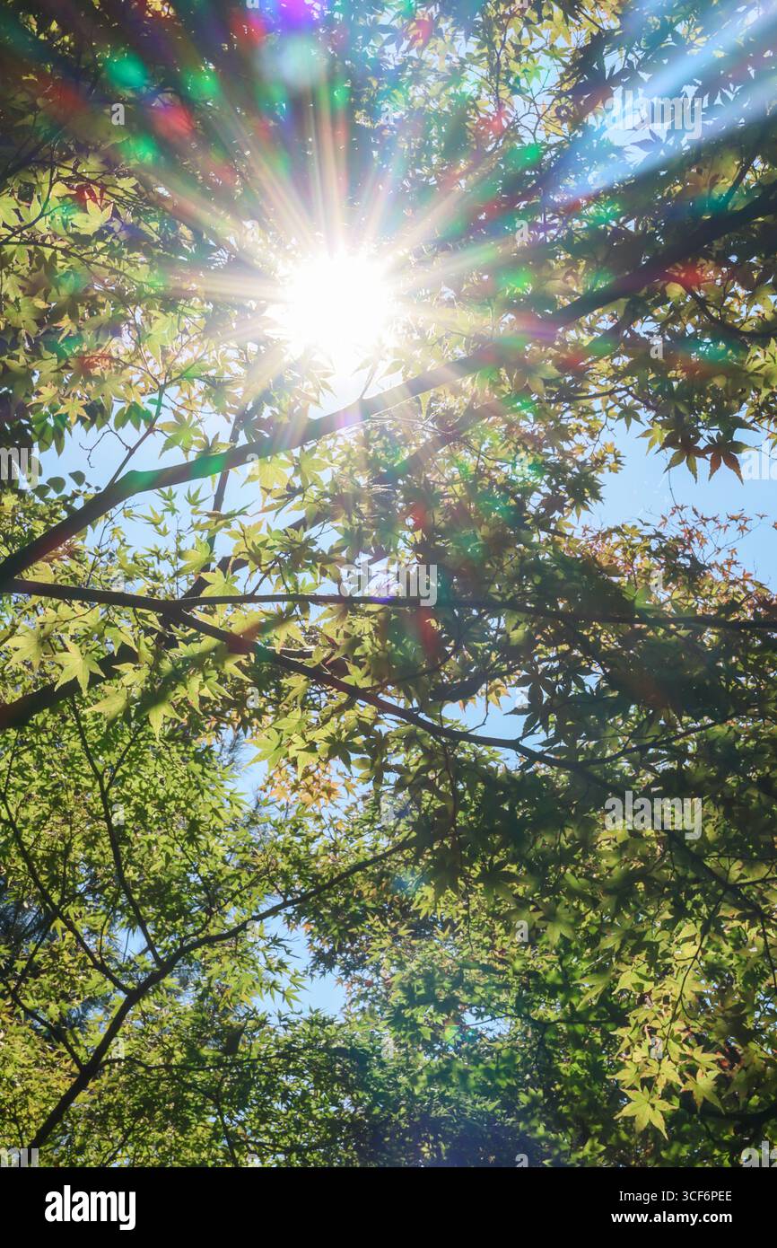 La luce del sole splende attraverso un baldacchino di foglie d'acero verde, creando un'atmosfera naturale Foto Stock