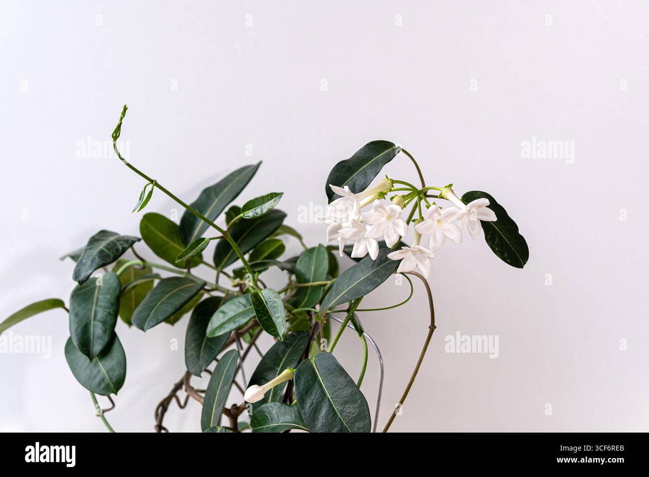 Vigna di stefanotis fiorita con fiori di gelsomino bianco e foglie verdi in un interno minimale, su sfondo chiaro. Primo piano, pianta domestica, naturale Foto Stock