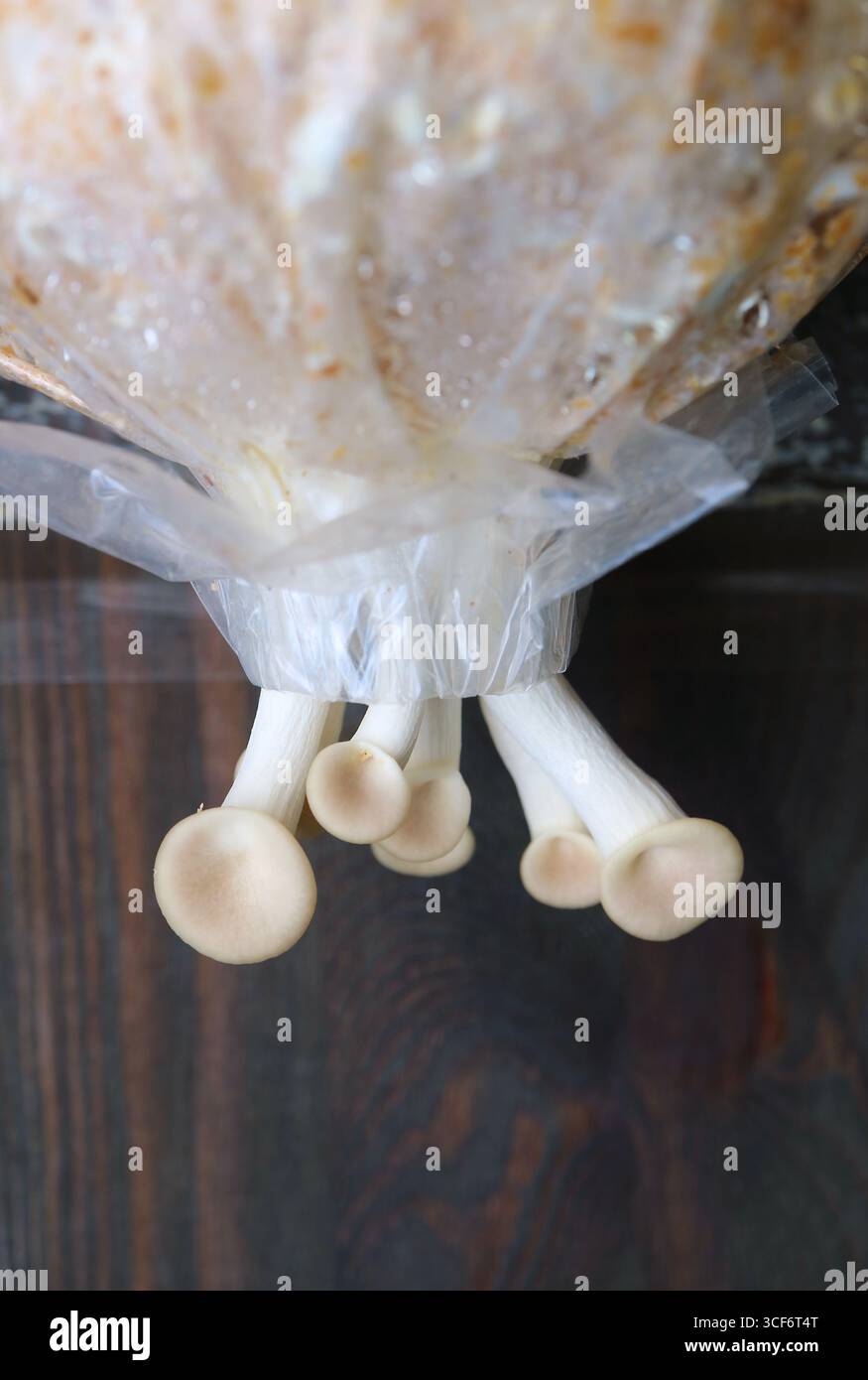 Baby Oyster funghi del primo Flush crescente fuori di sacchi di spawn Foto Stock