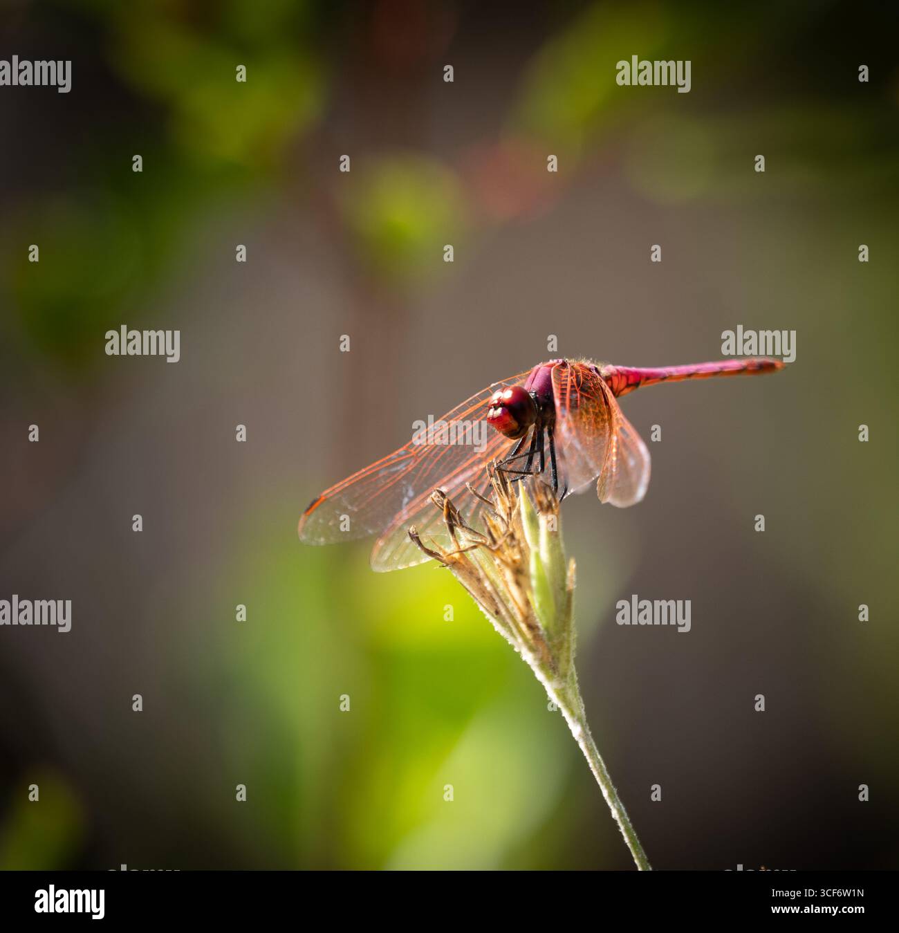 Una libellula è appollaiata su una foglia. L'immagine ha un'atmosfera serena e tranquilla, poiché la libellula si riposa tranquillamente sulla foglia Foto Stock