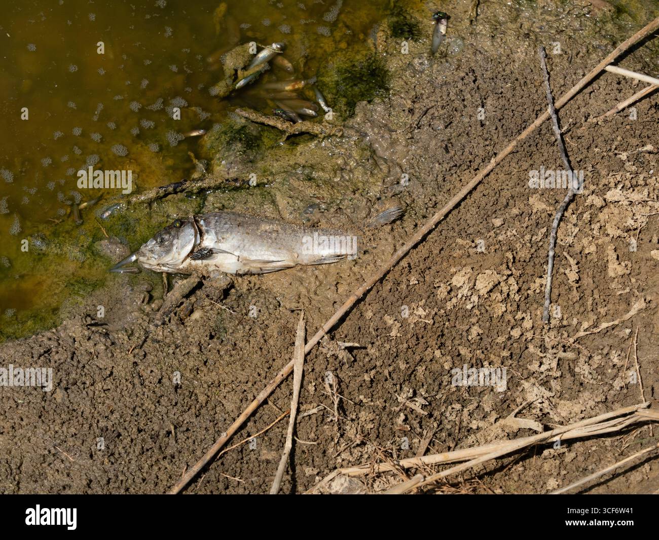Pesci morti a causa della siccità causata dalla mancanza di pioggia e dai cambiamenti climatici. Foto Stock