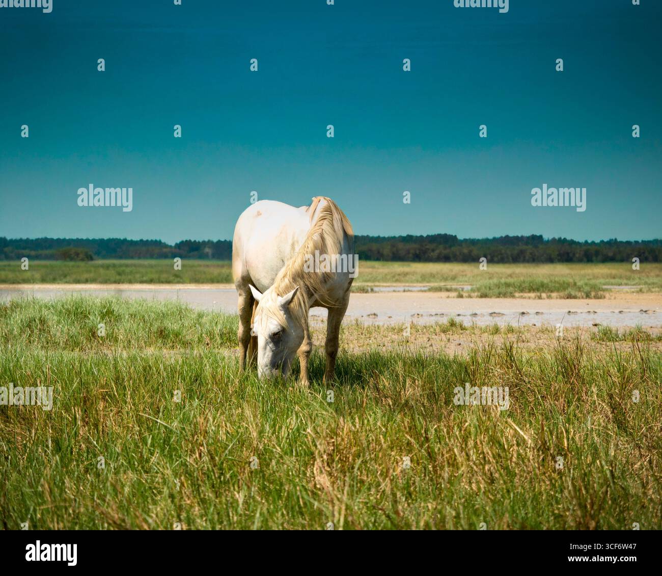Un cavallo bianco pascolerà su una pianura paludosa mentre il tramonto la illumina. Foto Stock