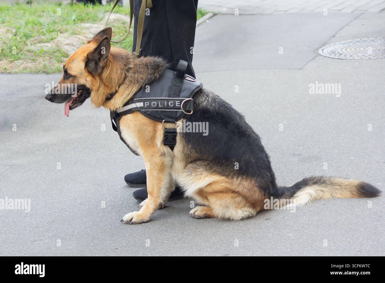 Polizia pastore tedesco al servizio e agenti. Cani Foto Stock