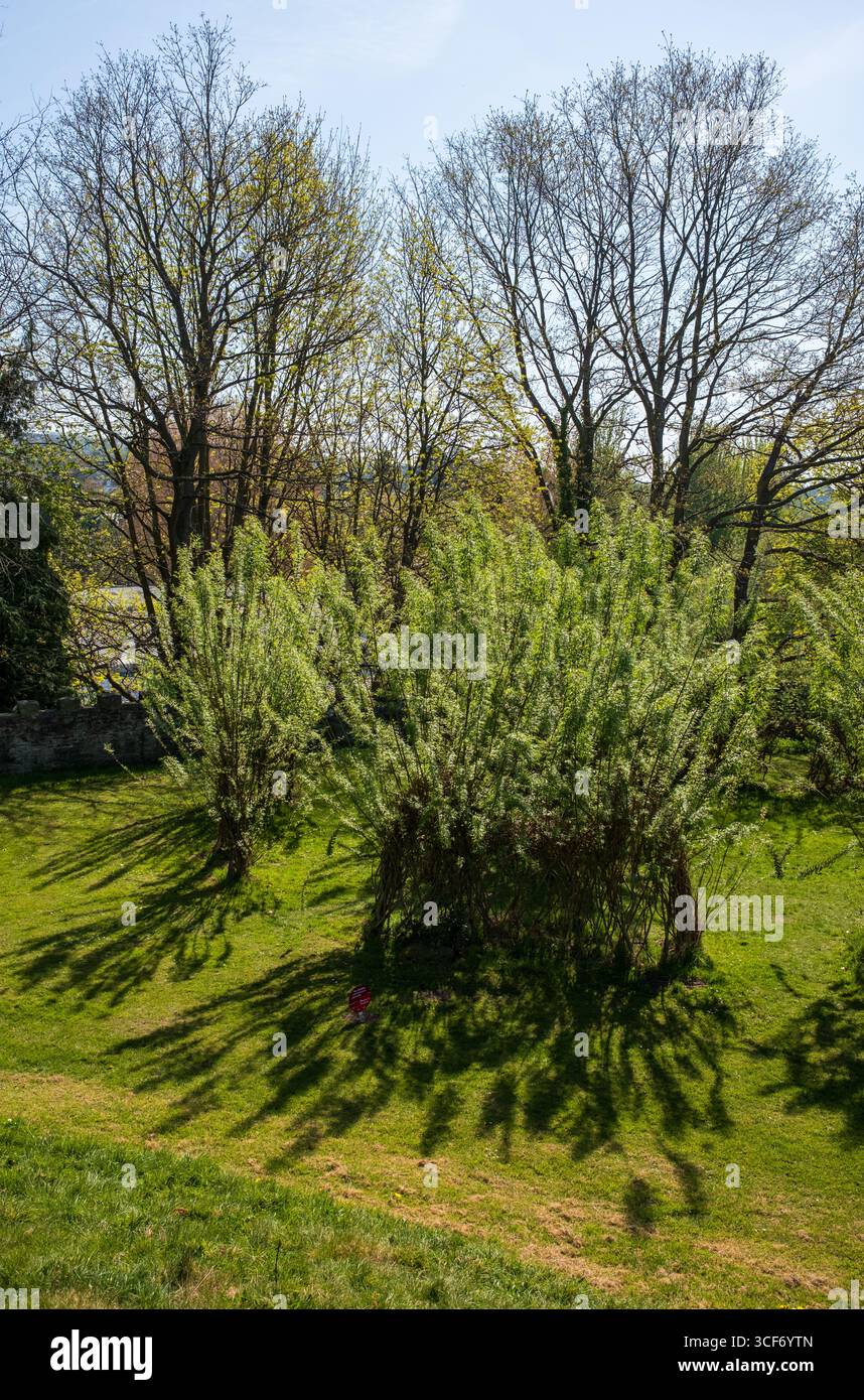 Alberi nei terreni del castello di Abergavenny ad Abergavenny Monmouthshire Galles Regno Unito Foto Stock