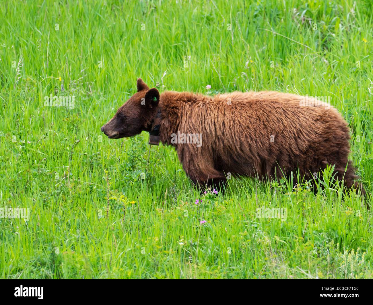 Orso nero Ursus americanus variante di cannella, femmina con collare di inseguimento, nella Grassland Valley vicino a Tower Junction, Yellowstone National Park, Wyomi Foto Stock Orso nero Ursus americanus variante di cannella, femmina con collare di inseguimento, nella Grassland Valley vicino a Tower Junction, Yellowstone National Park, Wyomi Foto Stock